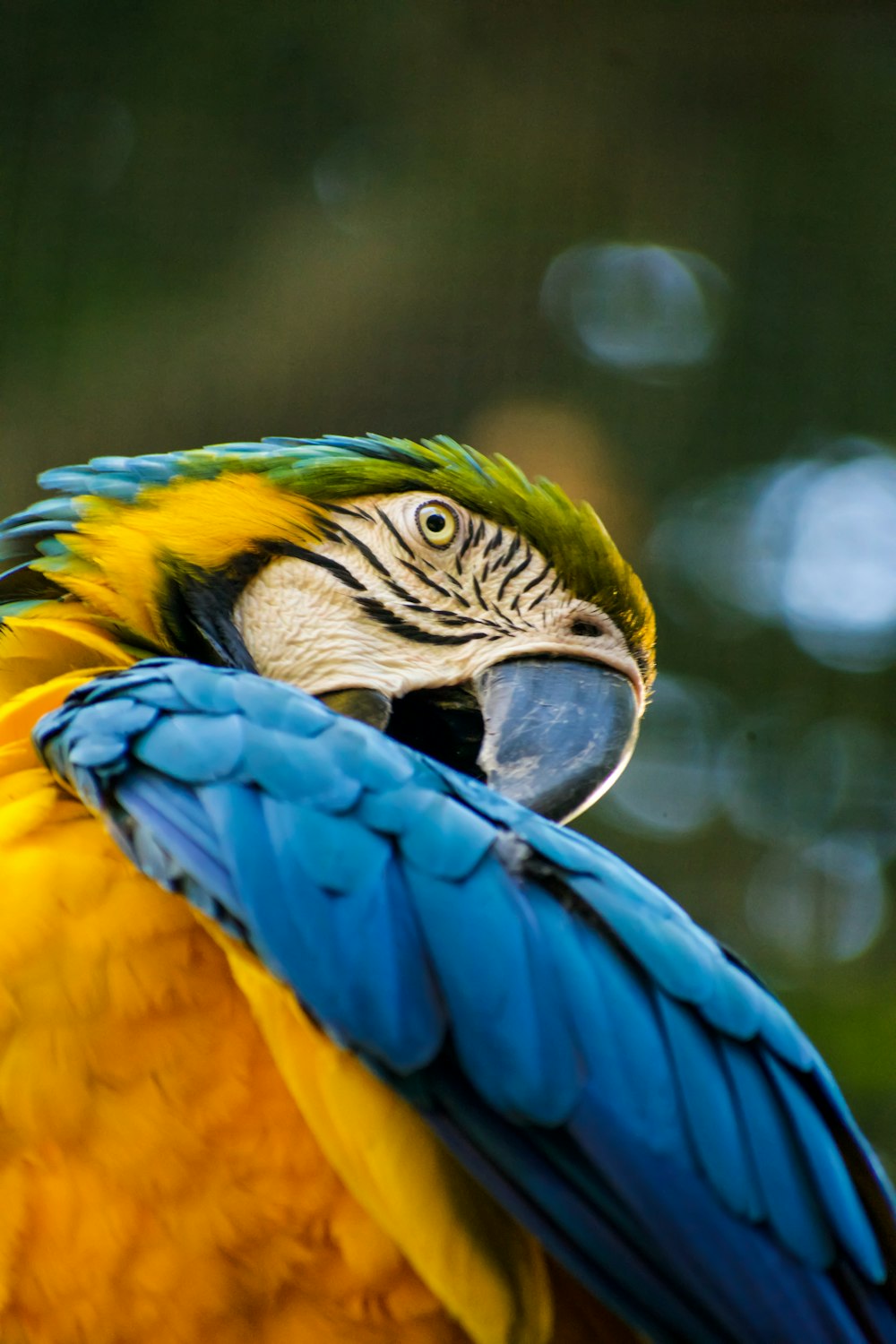 perroquet jaune, bleu et vert