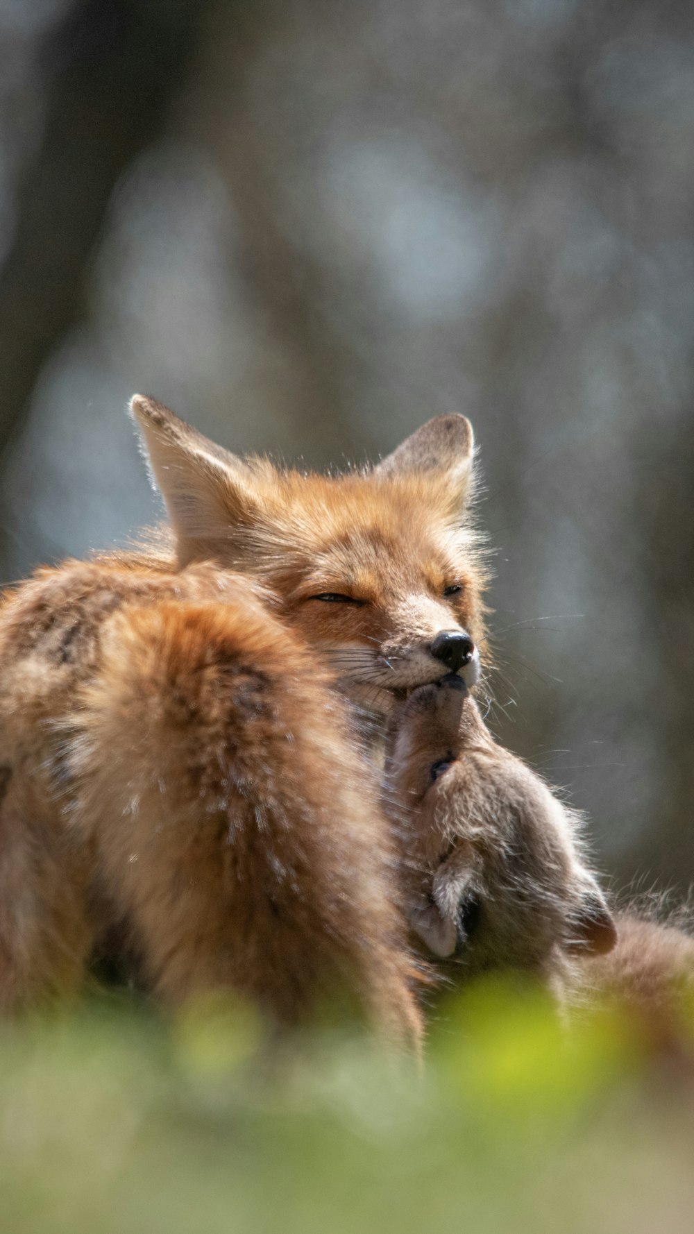 brown fox on brown tree branch during daytime