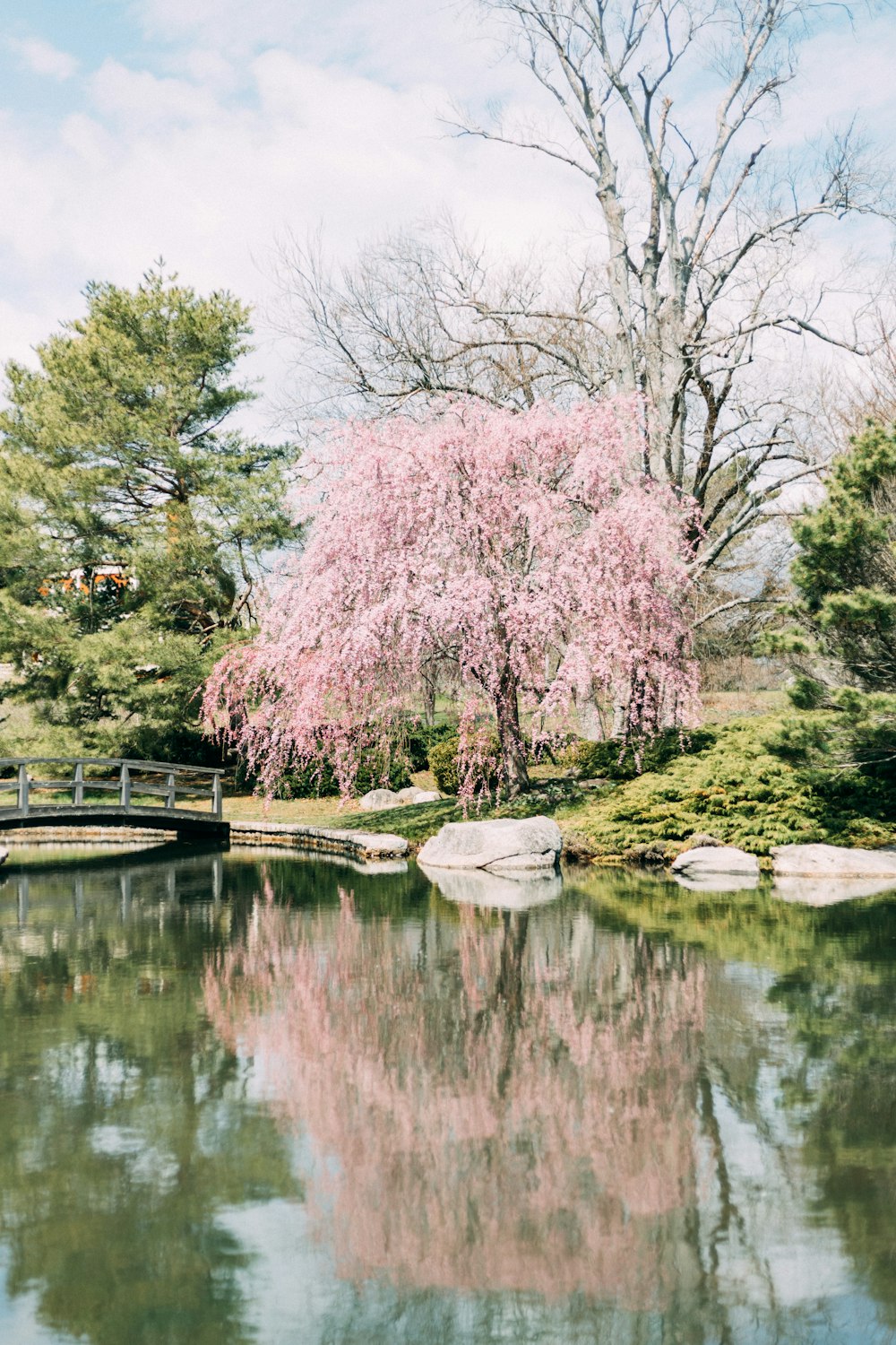 pink cherry blossom trees near river during daytime