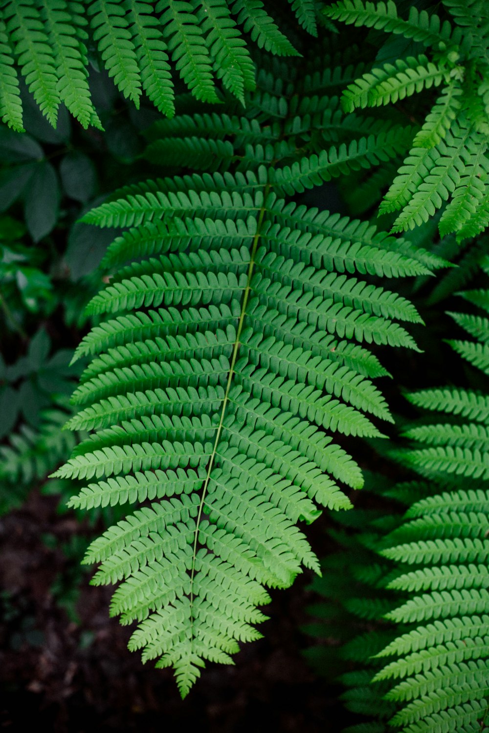 green fern plant in close up photography