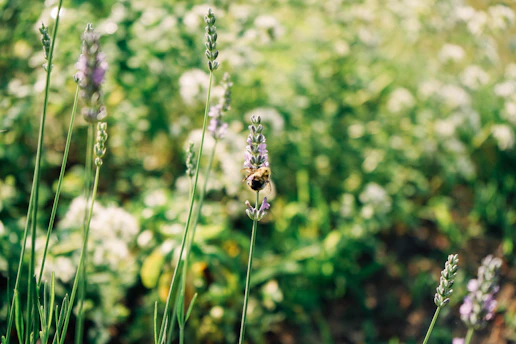 Close-up of a stingless bee on a vibrant flower at Lior's agrotourism farm.