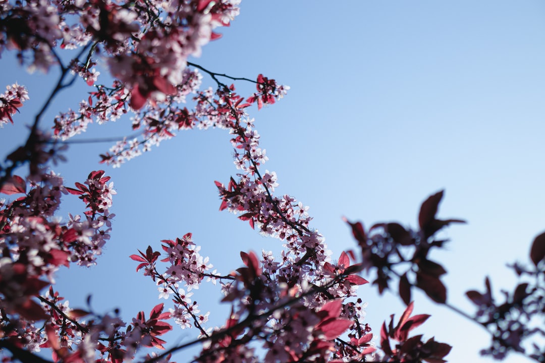 pink and white flowers under blue sky during daytime