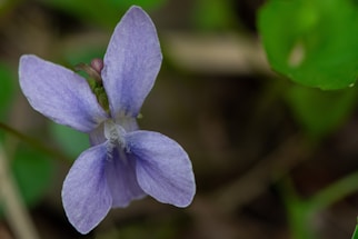 Close-up of a delicate violet bloom with soft natural lighting