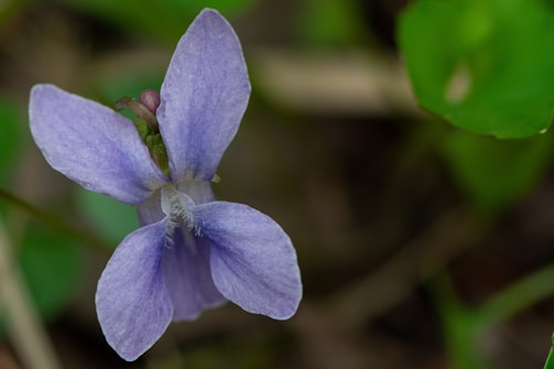 Close-up of a delicate violet bloom with soft natural lighting