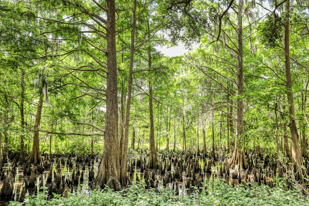 green trees and plants during daytime