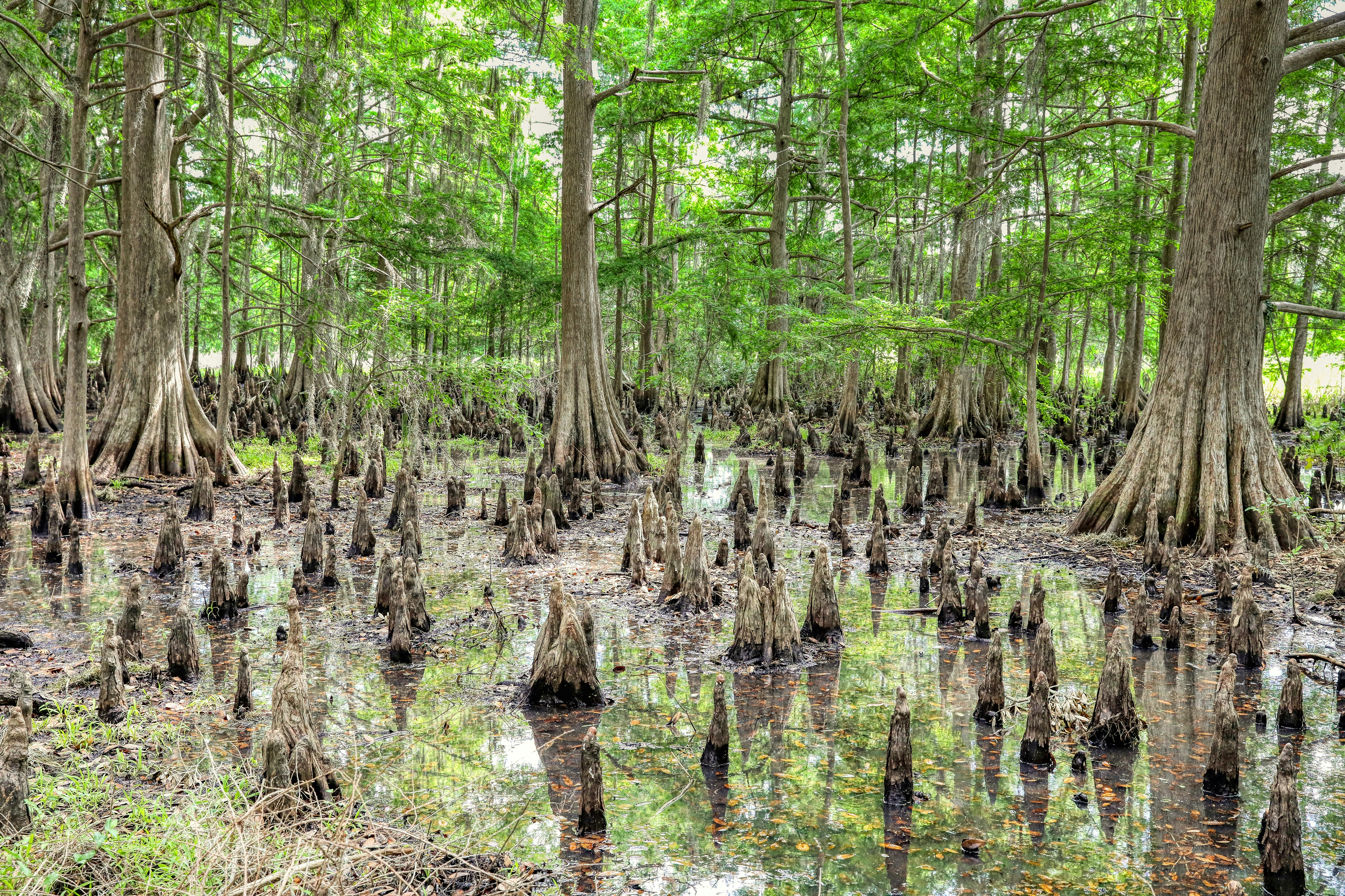 green trees on brown soil