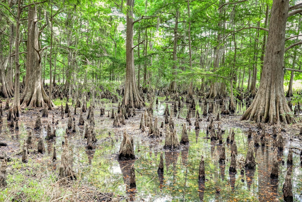 green trees on brown soil