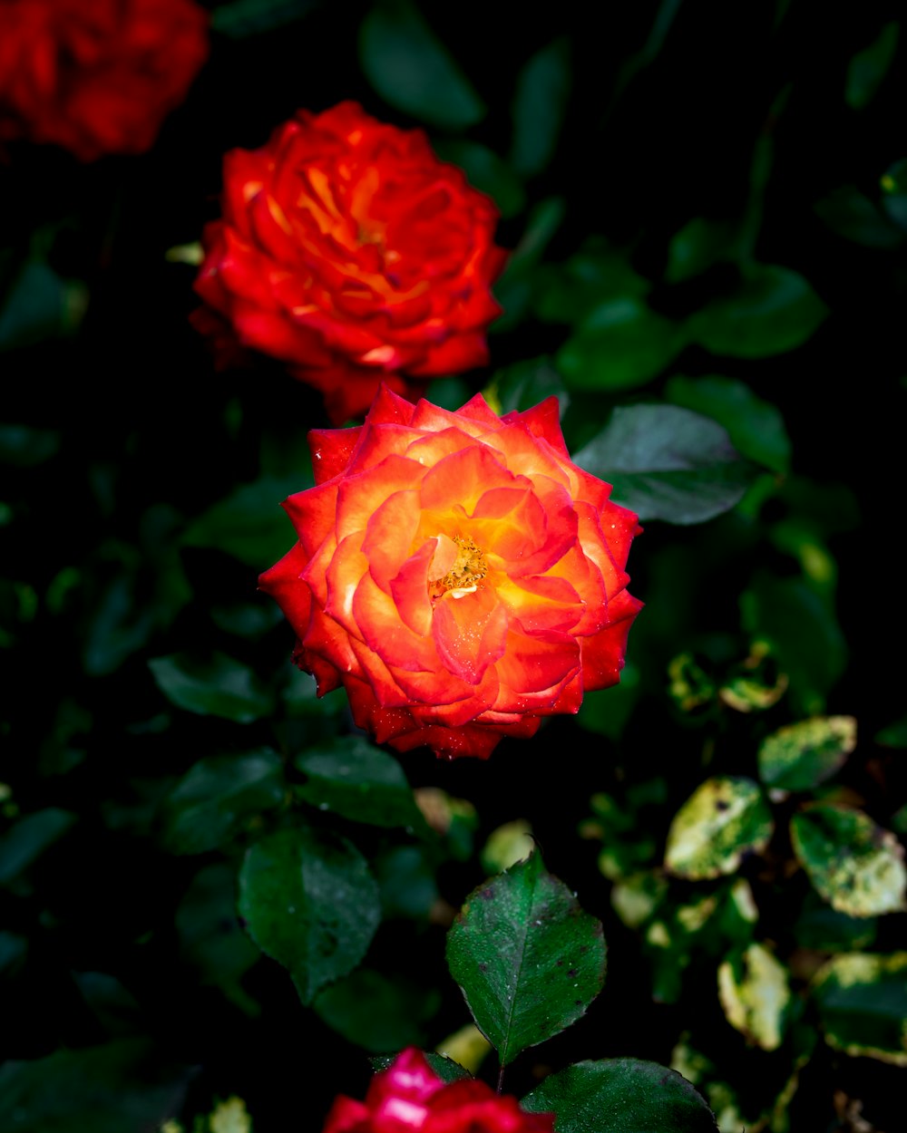 red rose in bloom during daytime