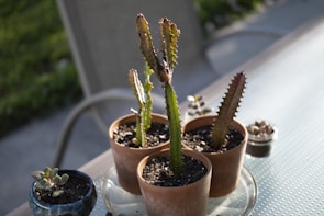 Bright succulents arranged in colorful pots basking in natural sunlight.