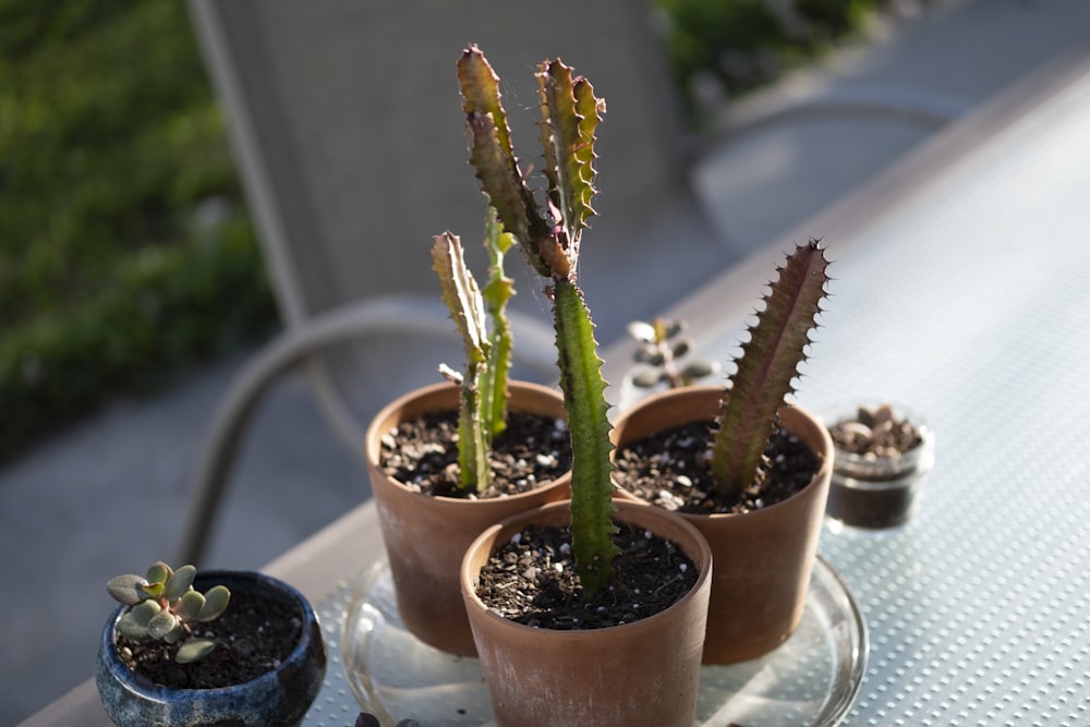 green cactus plant on brown clay pot