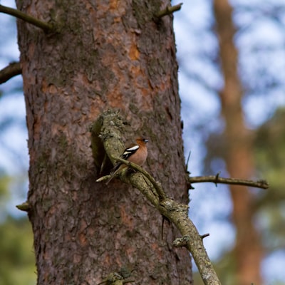 brown and black bird on brown tree branch during daytime