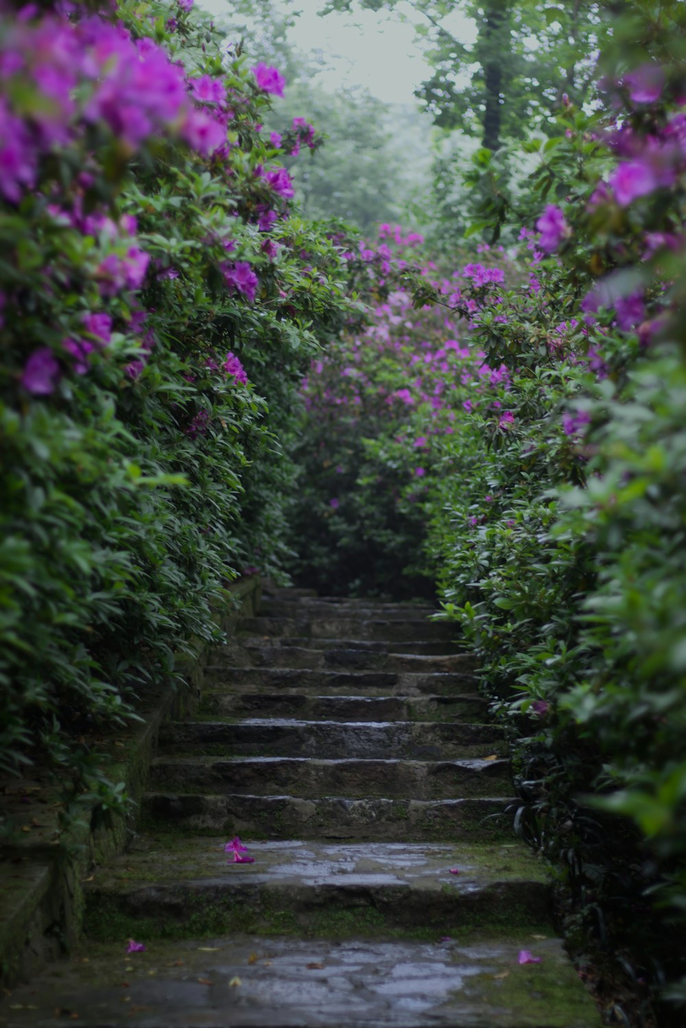 pétalos de flores púrpuras en escaleras