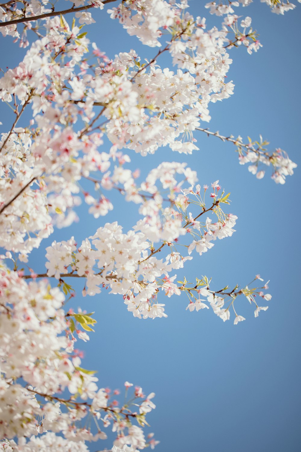 white cherry blossom under blue sky during daytime