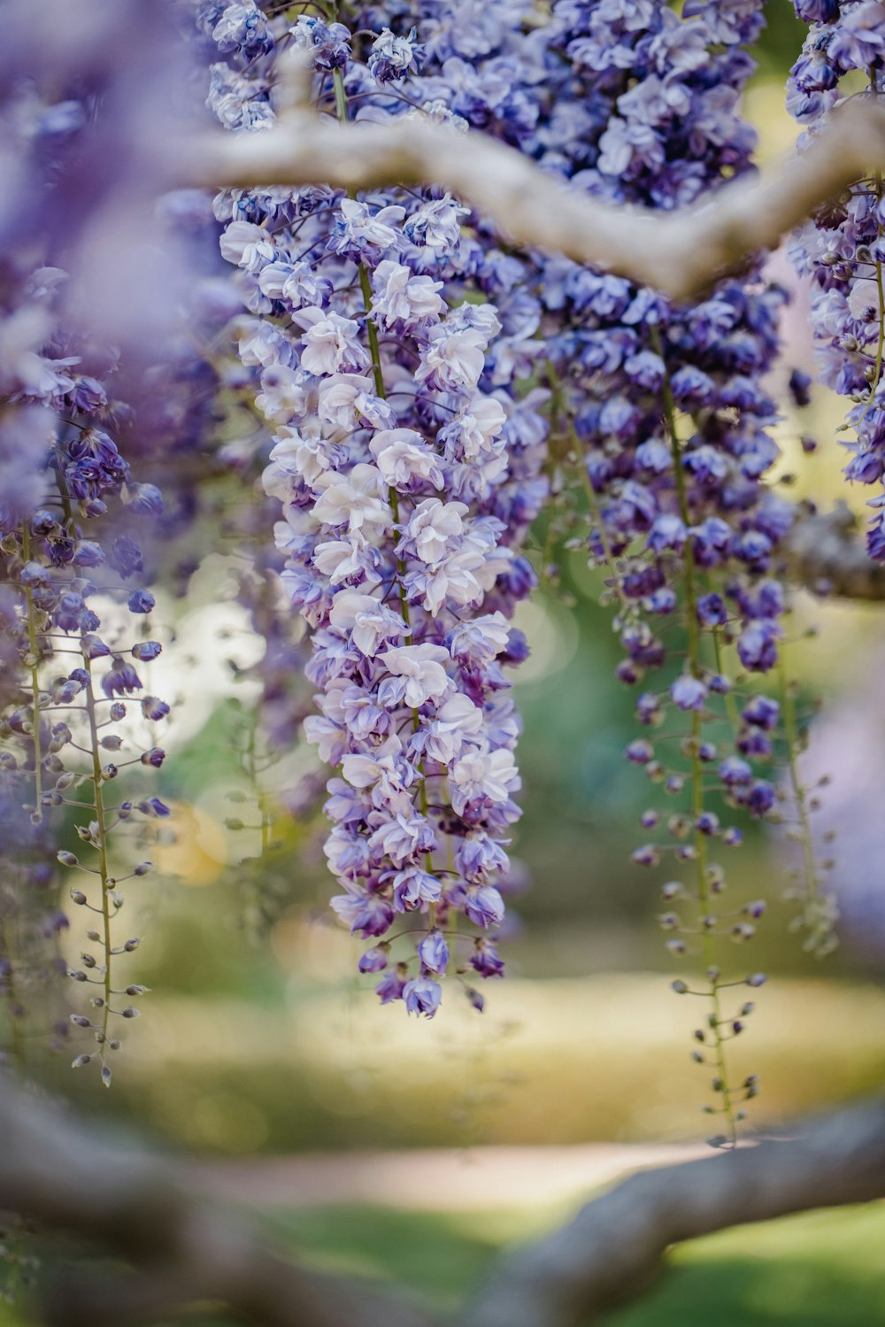 purple and white flowers in tilt shift lens