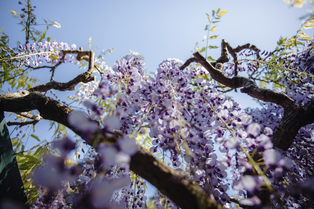 purple and white flowers on tree branch