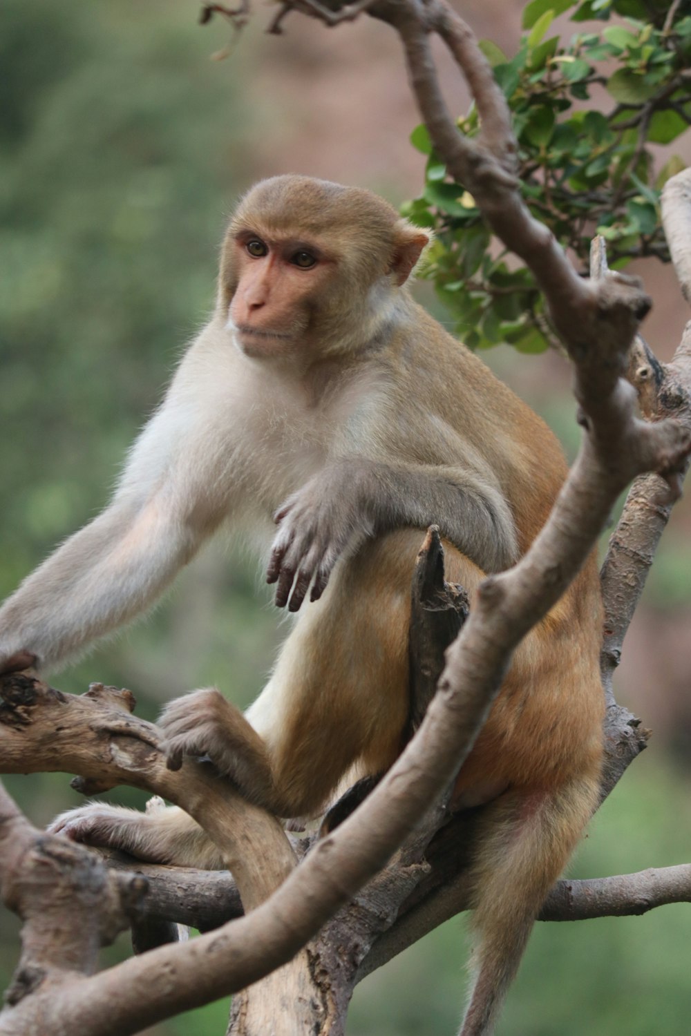 macaco marrom no galho marrom da árvore durante o dia