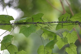 The stark contrast between nature and poaching.