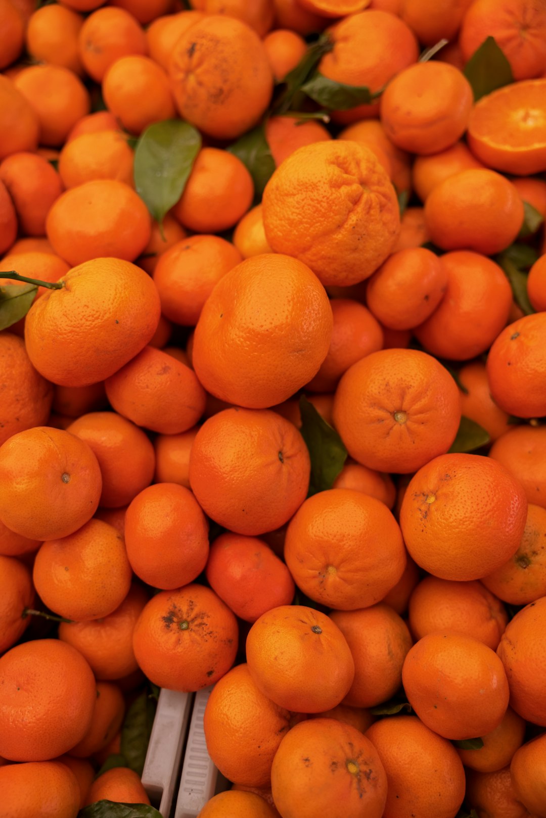 orange fruits in tilt shift lens