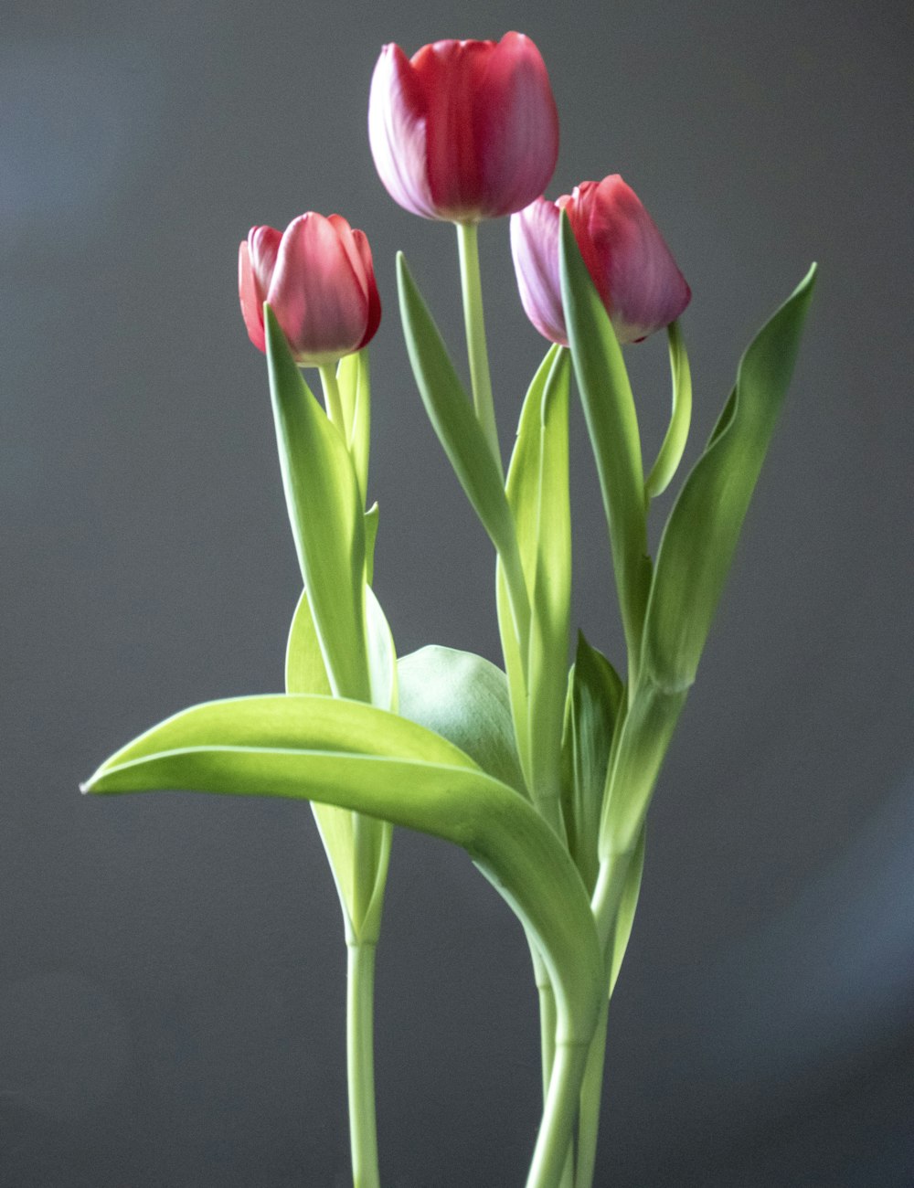 Tulipes roses en gros plan