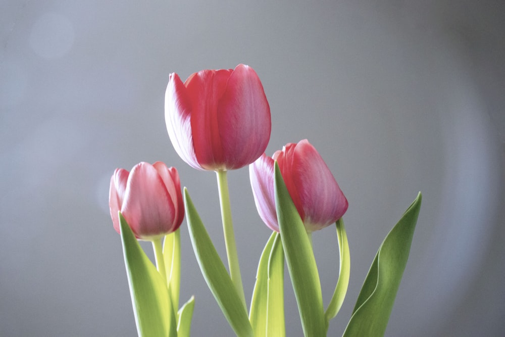 red tulips in close up photography