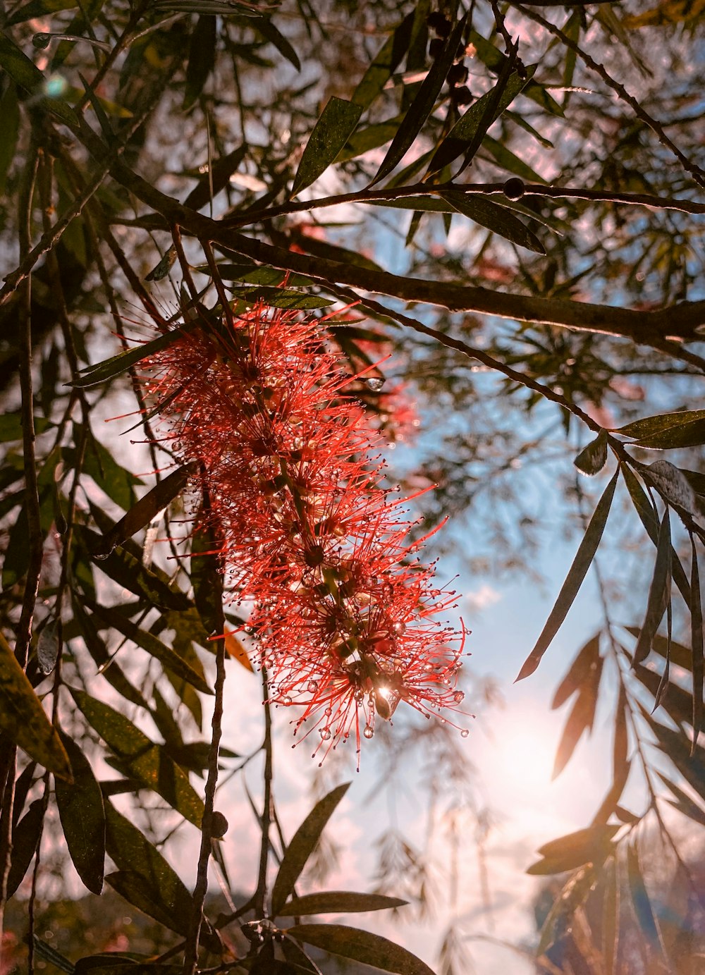 red flower on brown tree branch during daytime