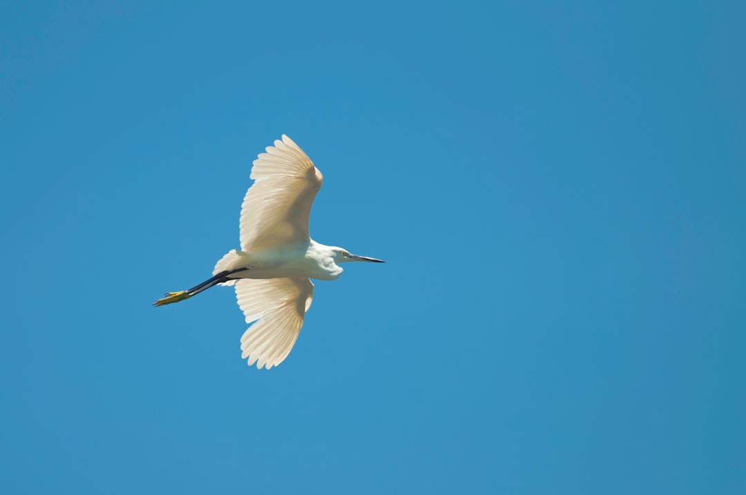 white bird flying under blue sky during daytime