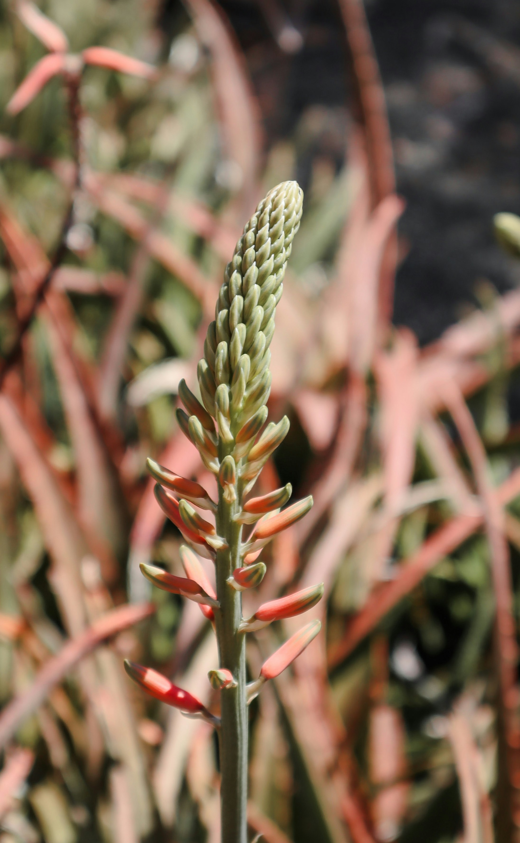 Photo by little_plant