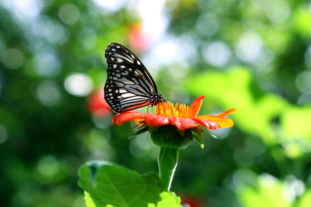 black and white butterfly perched on orange flower in close up photography during daytime