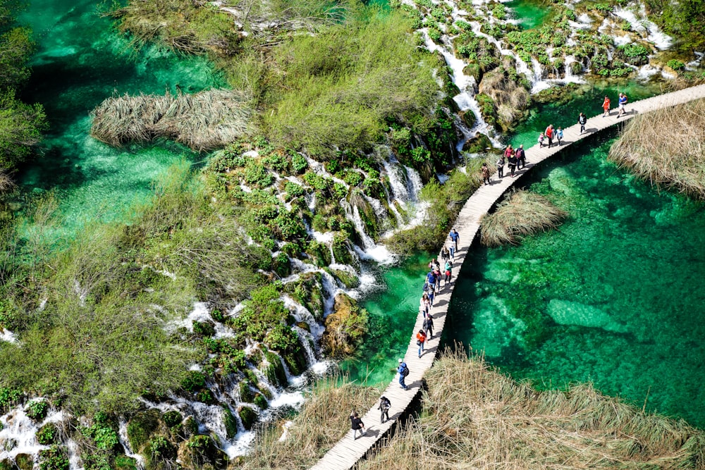 aerial view of green grass and trees