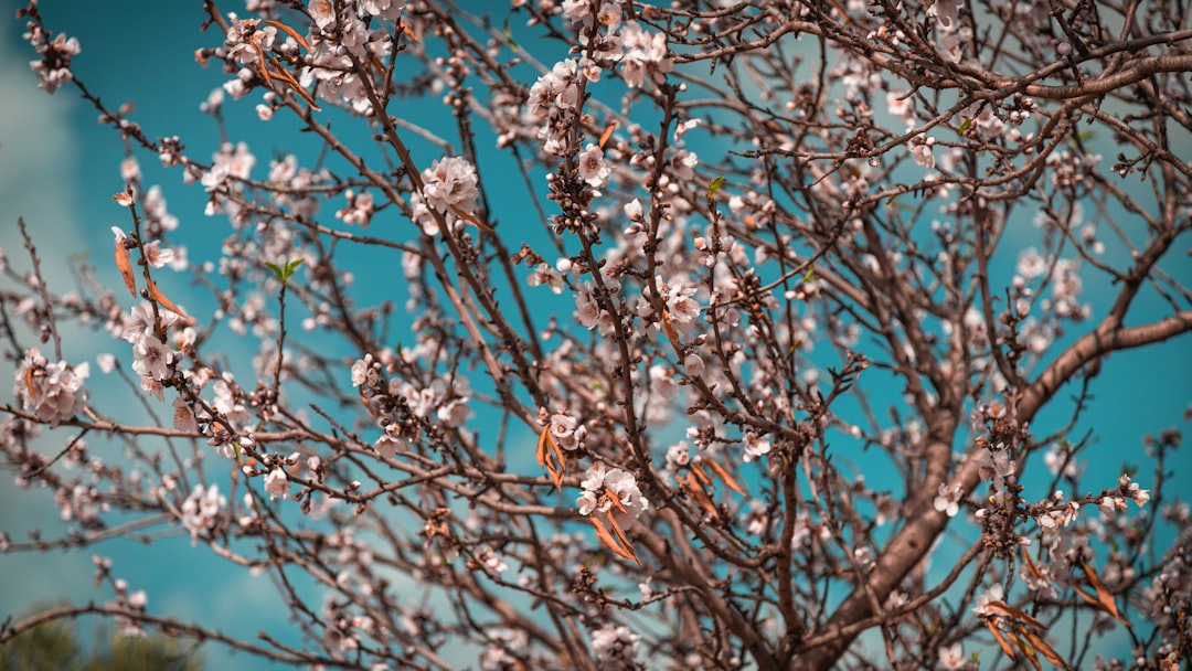 white and brown tree branch