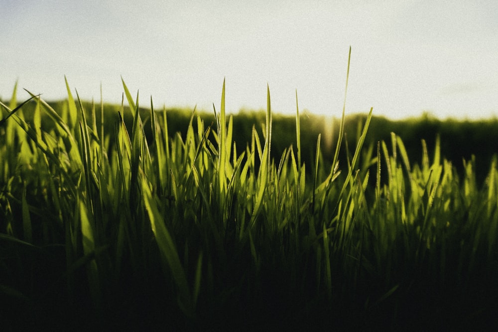 green grass field during daytime