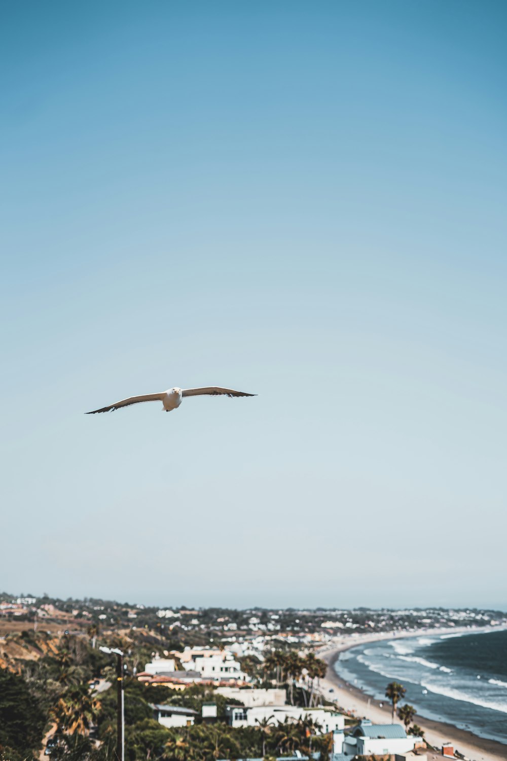 bird flying over city during daytime