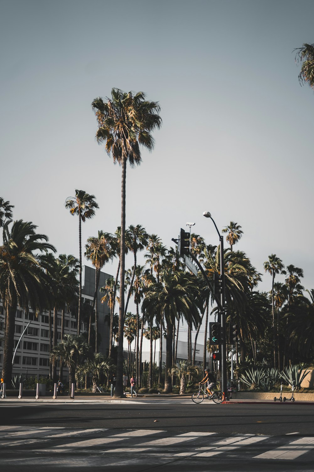 palm trees near white building during daytime