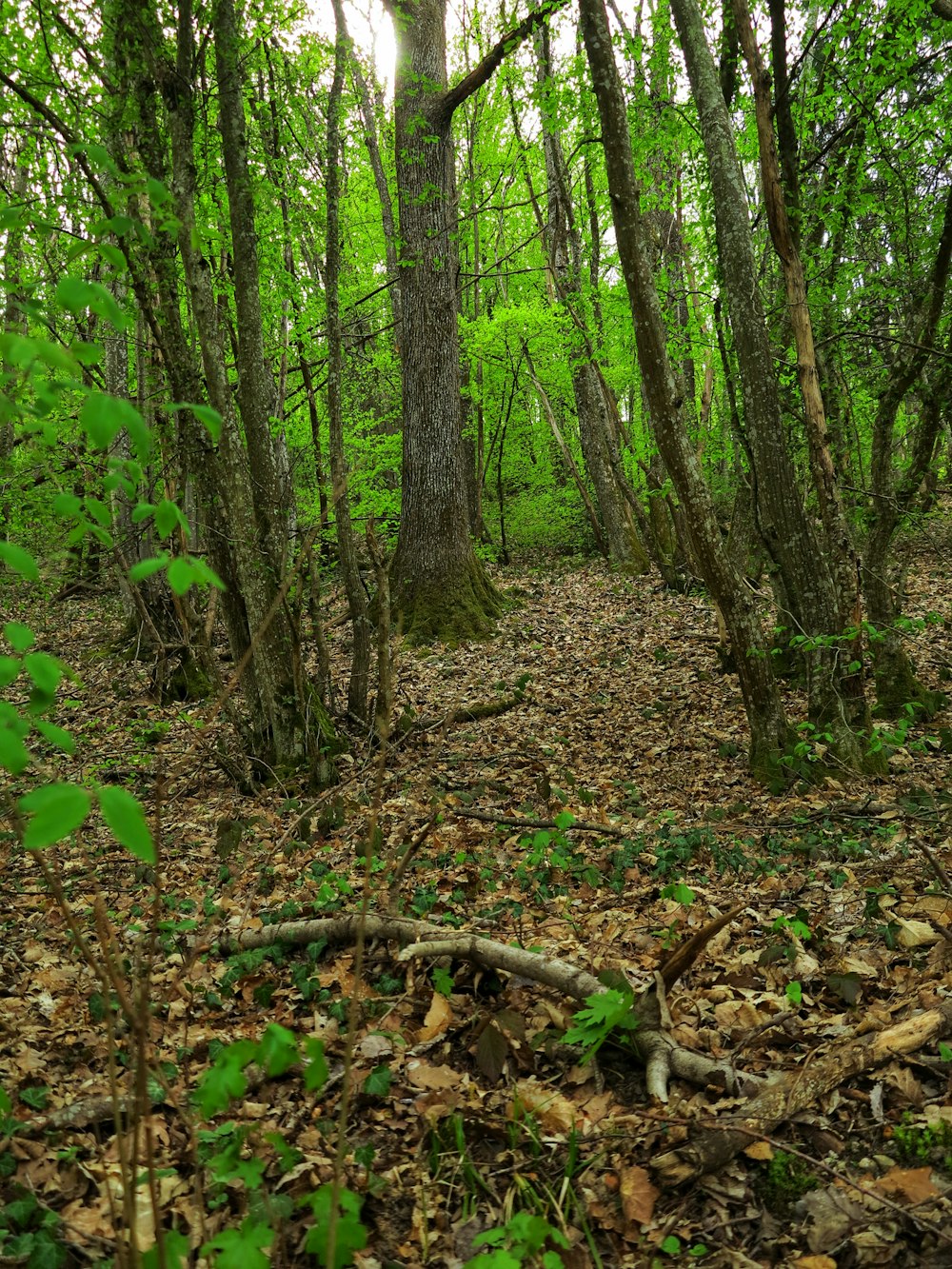 green trees and plants during daytime