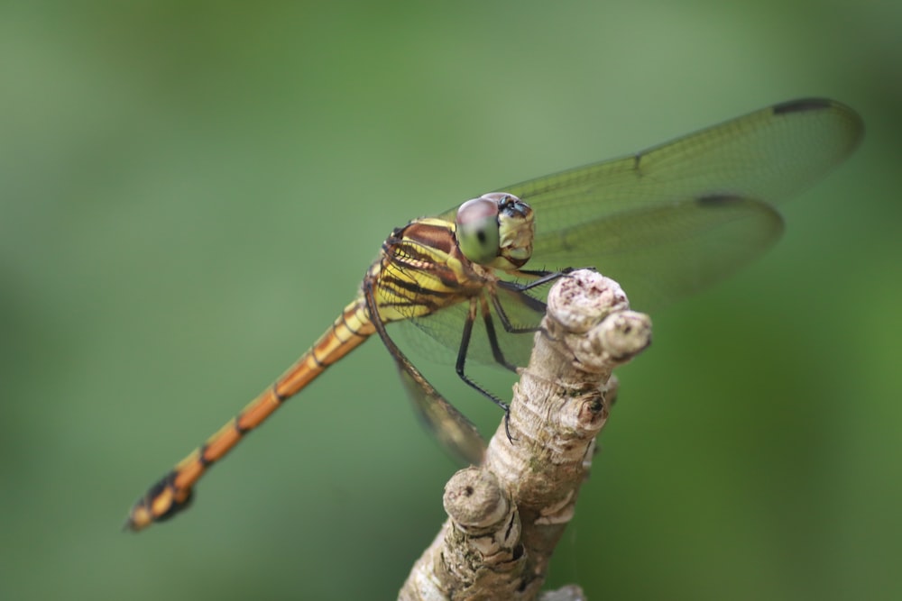 libélula verde e marrom empoleirada no caule marrom em fotografia de perto durante o dia