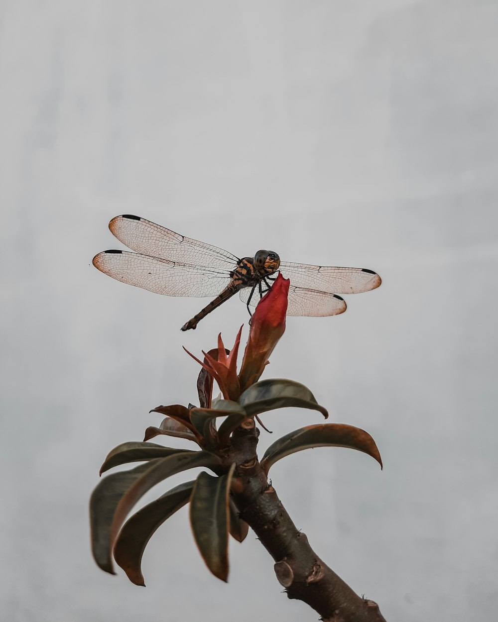 brown and black dragonfly on green leaf