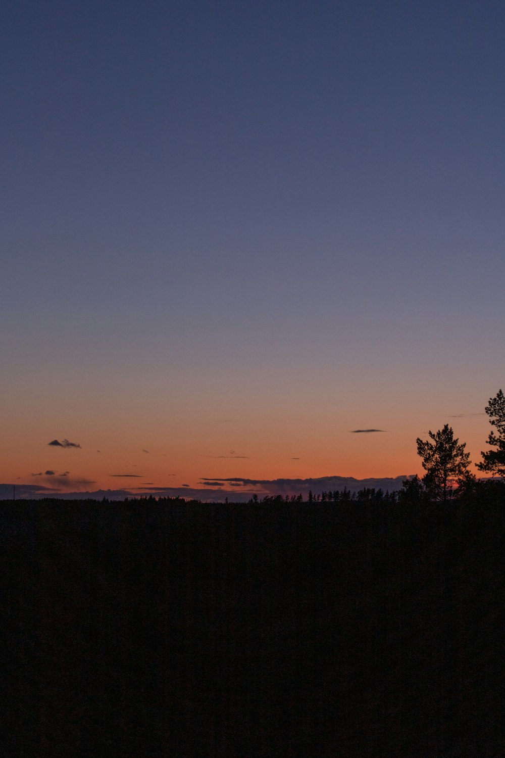 silhouette of trees during sunset