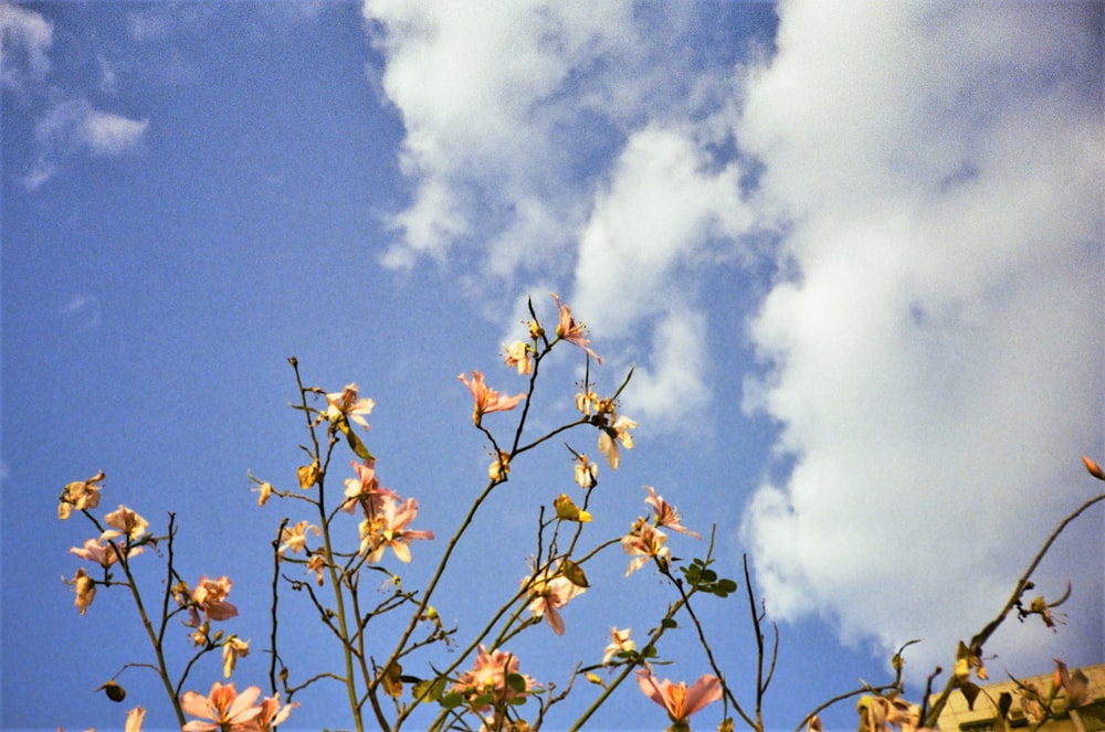 brown leaves on tree branch under blue sky during daytime