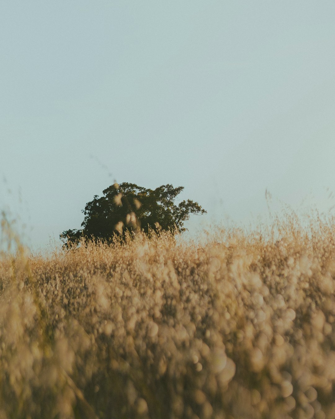 brown grass field during daytime