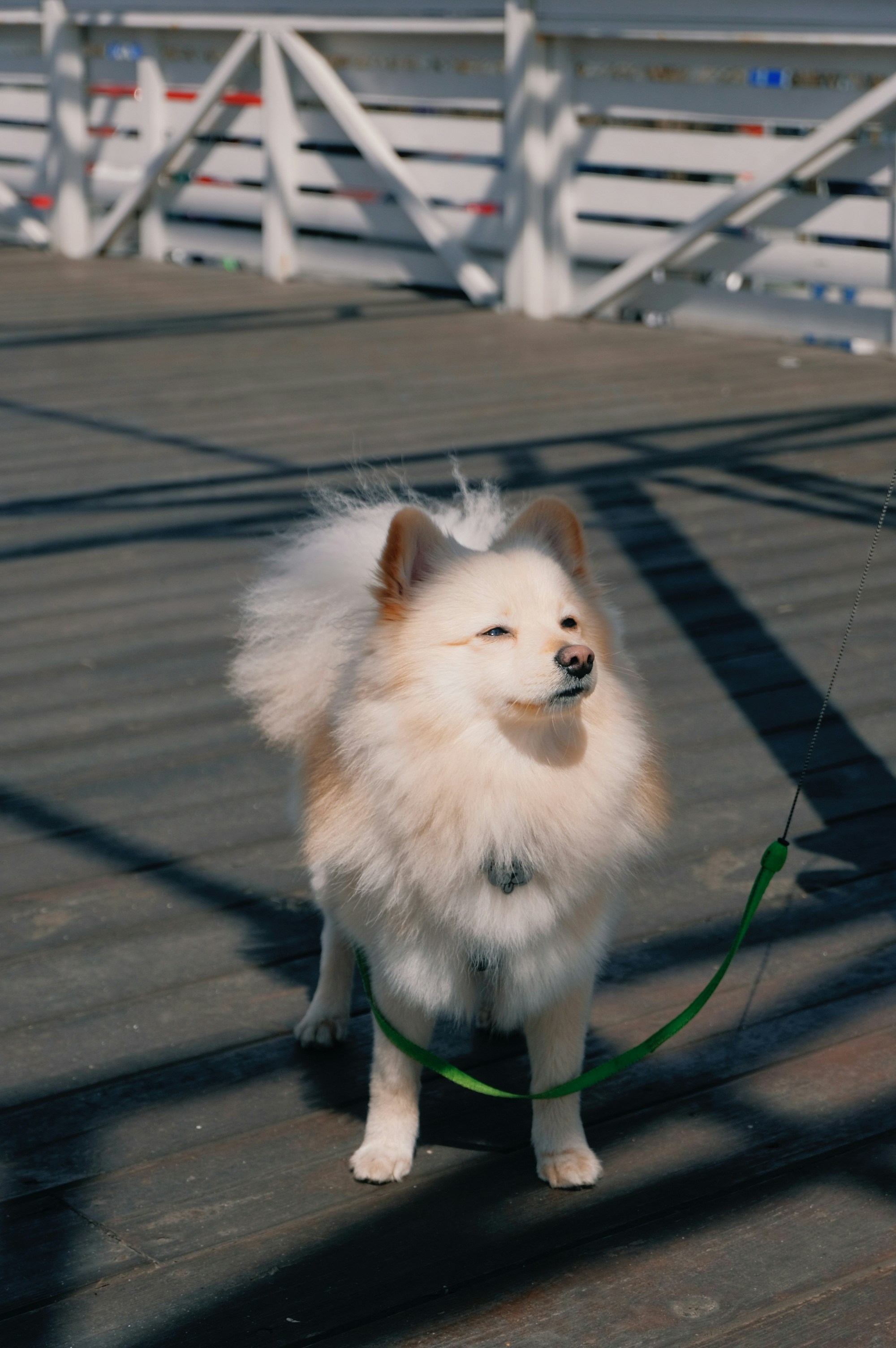 Spitz Pictures Download Free Images On Unsplash