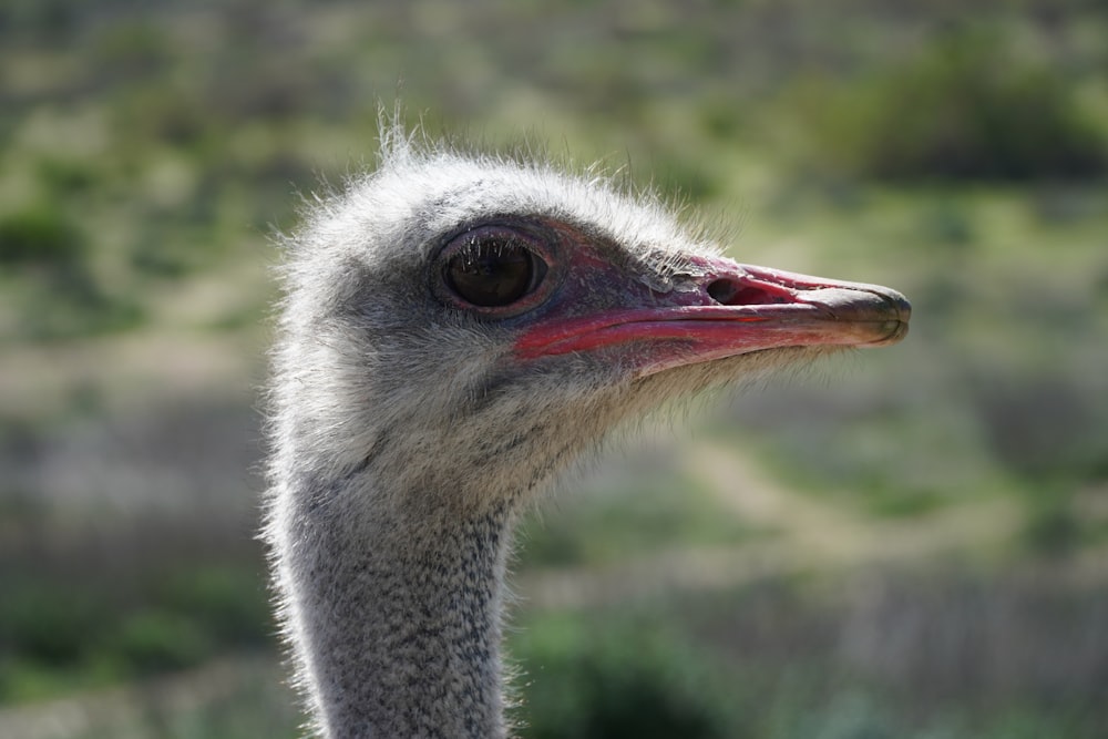 black and white ostrich head