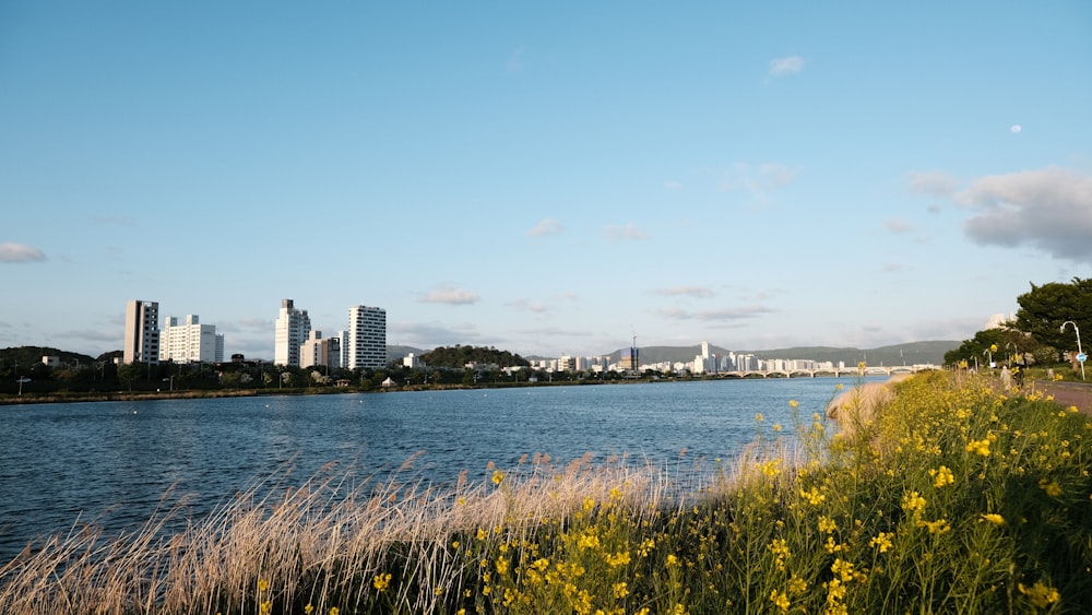 green grass near body of water during daytime