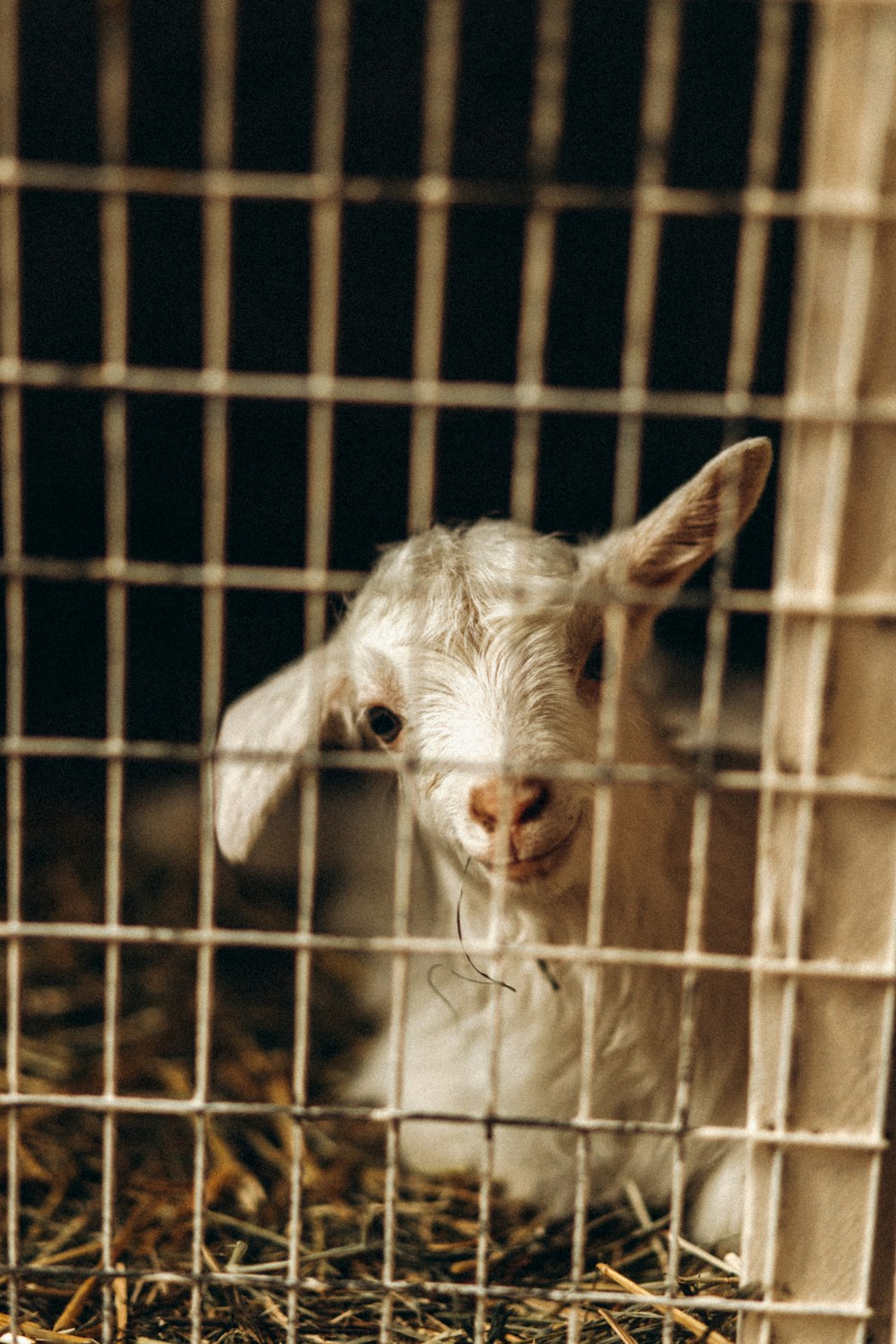 white goat in cage during daytime