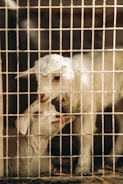 white goat in cage during daytime