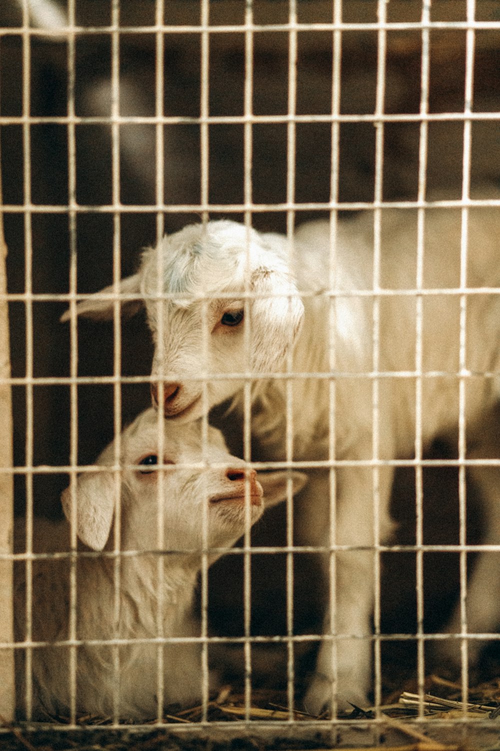 white goat in cage during daytime