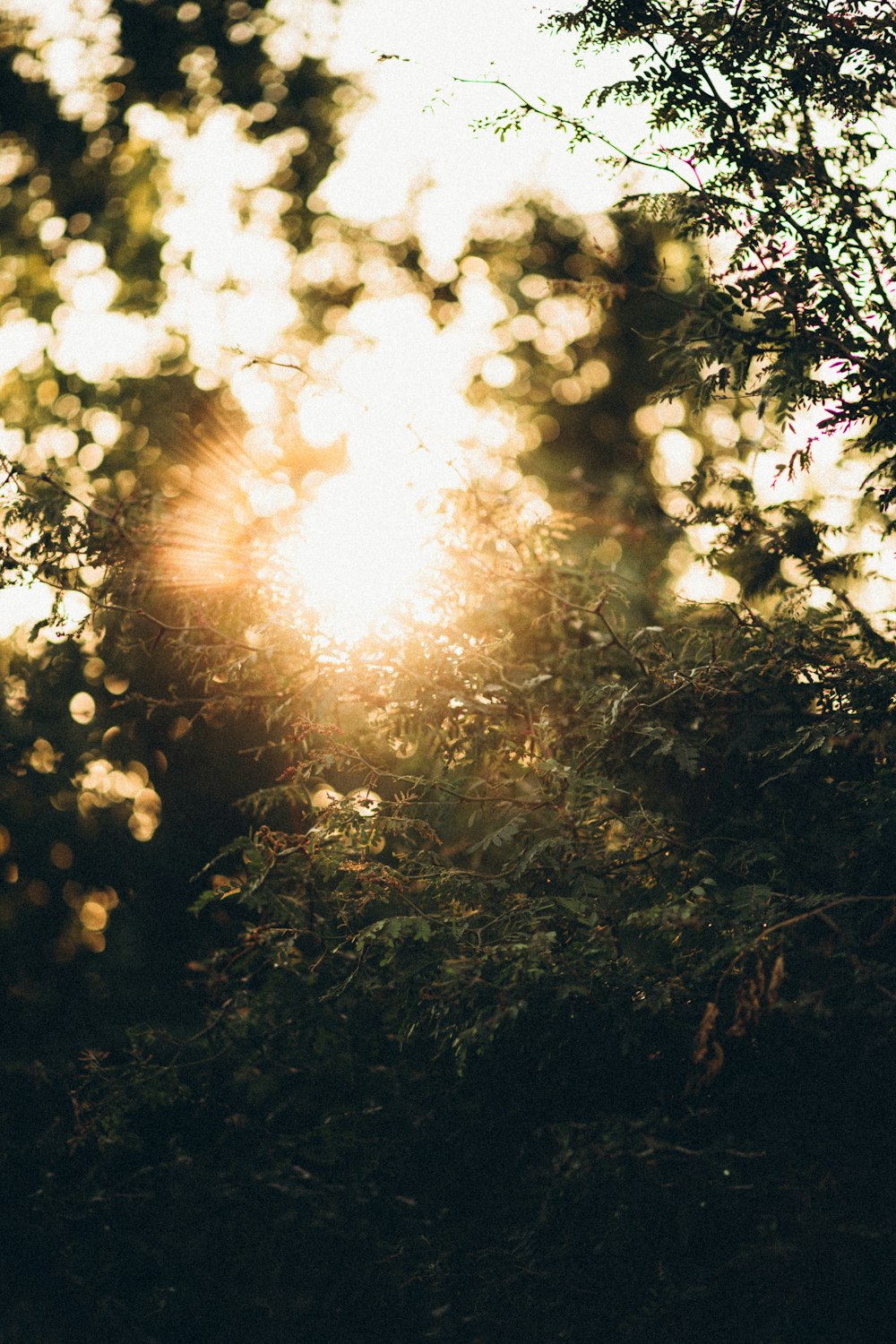 sun rays coming through green trees