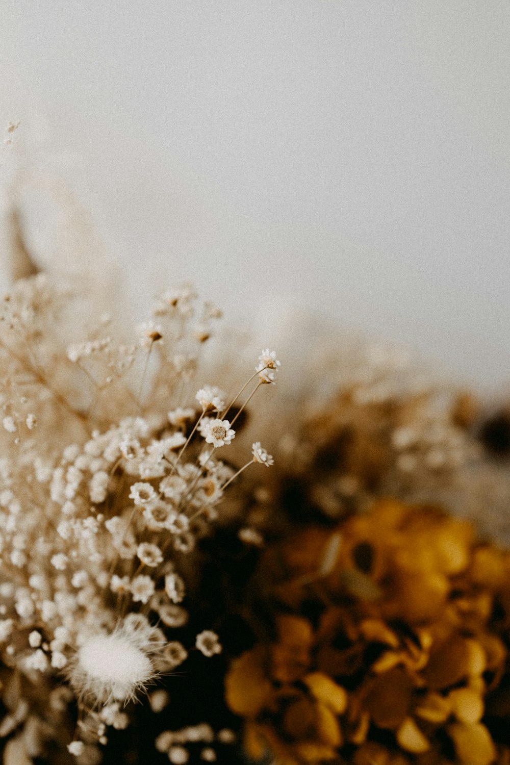 white flower in close up photography