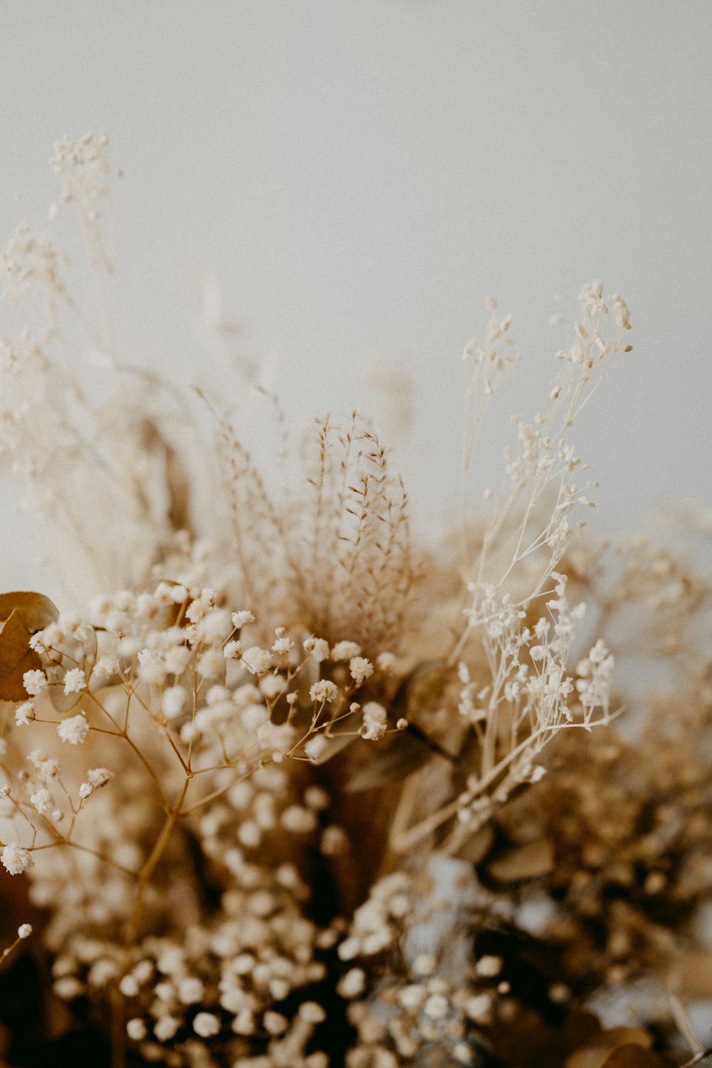 white flowers on brown field