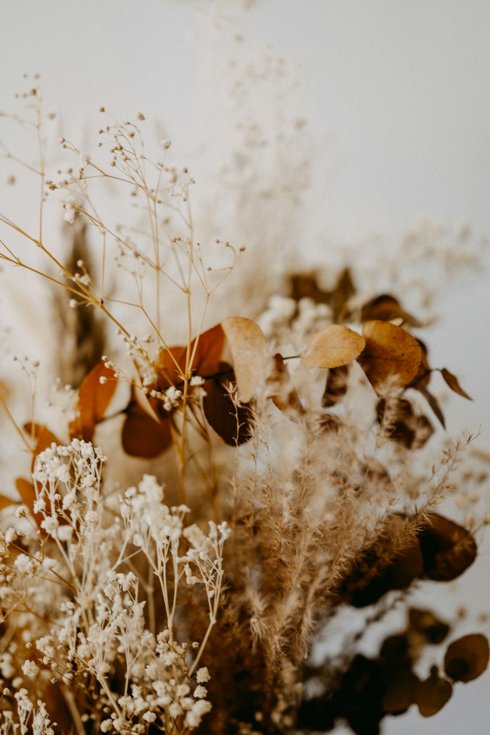 brown and white flowers during daytime