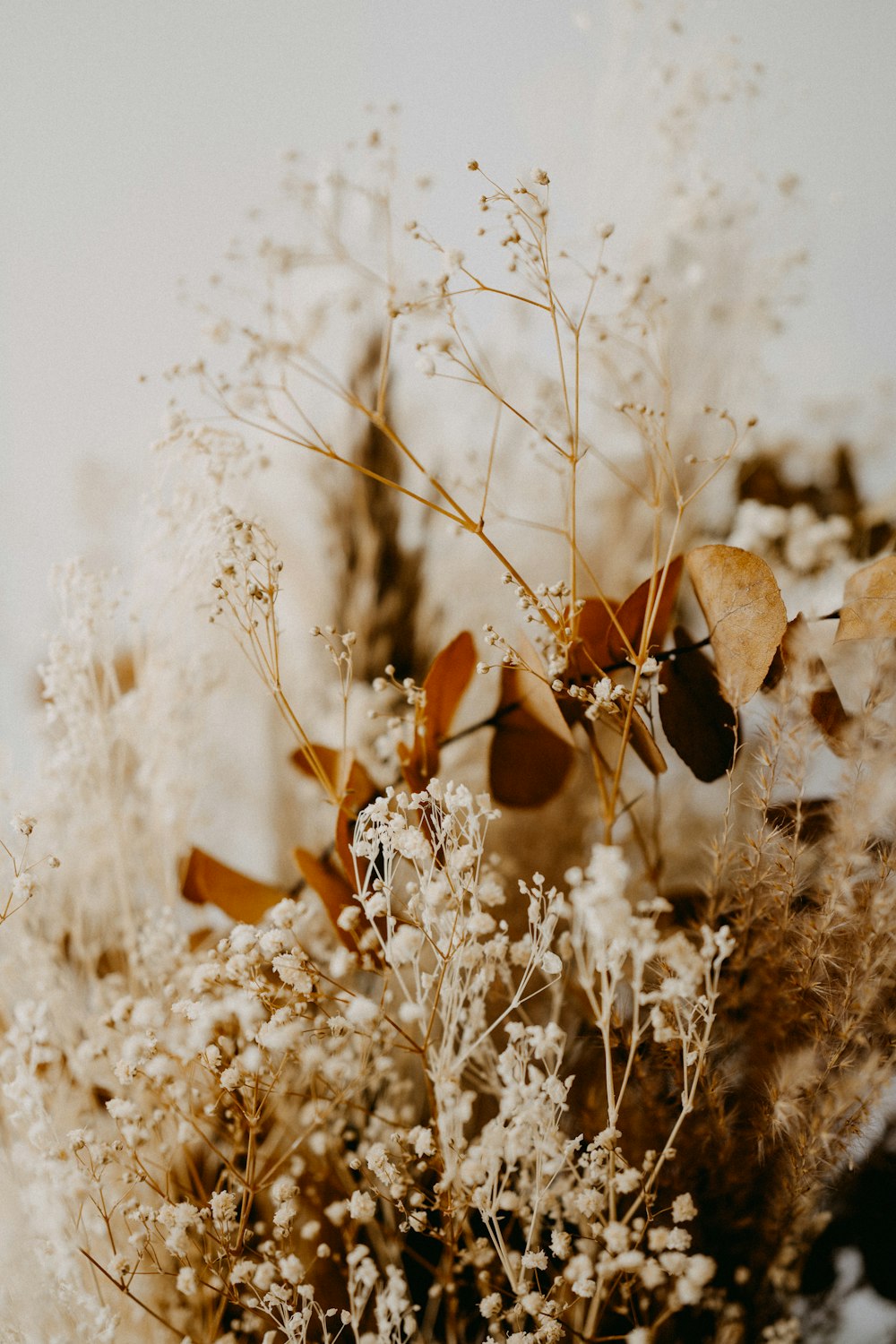 fleur brune et blanche en gros plan photographie